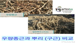 고사리종근 분양 (고사리뿌리분양) 20kg 올참고사리농장 특별할인 선착순50박스 : 올참고사리농장