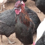 청란 청계란 난각번호1번 무항생제 유정란 계란 초란 부화란 부화용 청계알 자연방사 달걀 : 강원도 청계 백봉농장