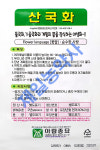 산국화씨앗 10000립 : 제일농약사