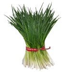 깐쪽파 실파 쪽파한단 대파모종 500g 1kg : 똑순상회