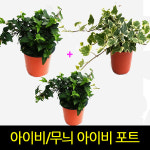 (순희농장) 아이비 무늬아이비 3개묶음 공기정화식물 : 씨티농원