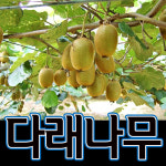 순희농장/빨강다래/빨강다래나무/화분/유실수 : 씨티농원