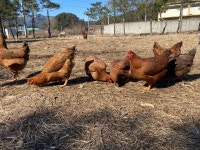 [미래숲토종닭] 1.8kg 강원도 자연방사 토종닭 농장에서 직접판매 : 미래숲자연방사농장