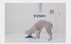 강아지 목욕 도우미 위생적인 기분좋개 씻겨줄개 노스트레스 패드 샤워용품 : 유니우기