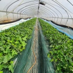 성주 참외 실속형 가정용 고당도 꿀 참외 2kg 3kg 5kg 10kg 보화 농장 직송 : 성주참외 보화농장