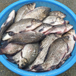 국내산 토종 민물고기 붕어 2kg , 100%자연산 참붕어 토종붕어 : 자연나라다슬기