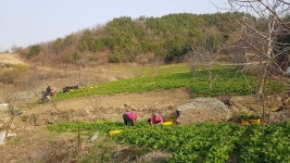 충청남도 청양 칠갑산 명이나물(생) 1kg 2kg 산마늘 [3월 26일부터 발송] : 은골구기자마을