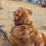 퍼피니스 반려견 반려묘  24시간 연속착용 비비드 모노 누디 상시 인식표 : 퍼피니스