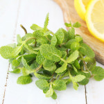 국내산 애플민트 생잎 3팩/5팩 : 친환경팔도