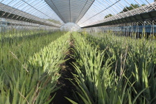 [제주농장직판] 제주삼다알로에농장 알로말랑 알로에겔(즙) 30팩(알로에 95%/팩당 100g) : 제주삼다알로에