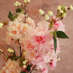 체리블러썸 : merryblossom