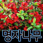 순희농장 명자나무 명자나무 60cm 화분 1개  정원수 조경수 : 씨티농원