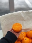 제주감귤농장 서귀포 효돈 한농원 천혜향 3kg/5kg/10kg : 서귀포 한농원