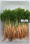 새싹삼 못난이 200뿌리 샐러드 건강쥬스용 가정용 : 한우물농원 새싹삼
