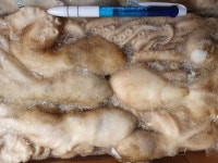낙지 4마리 x 6팩 5.1kg - 중국산 : 부산아재수산