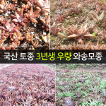국산 토종 와송 모종 / 우량종자 3년생 100개 와송모종 와송씨앗 : 천해자연속 천호산와송농장