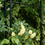 [가든팜] 로즈아치 : 가든팜