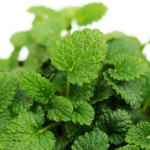 레몬밤 소형포트 공기정화식물 허브 모종 개업 집들이 미세먼지제거 인테리어 키우기쉬운 화분 : 아침향기