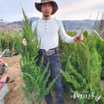 블루애로우 향나무 1.2m 이상 : 에버그린농원