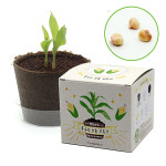 옥수수 모종키우기 씨앗심기 팜팜농장 꼬마농부의첫걸음 : 취미의 품격