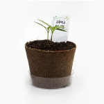 고추 모종키우기 씨앗심기 팜팜농장 꼬마농부의첫걸음 : 취미의 품격