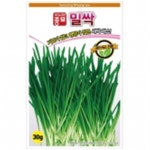 새싹씨앗 밀싹(1kg) : 쑤기네마트