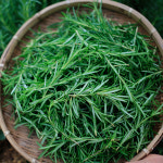 로즈마리 생잎 로즈마리잎 허브 잇츠허브 농장직송 : 잇츠허브