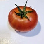 토망고 스테비아 완숙 꿀 설탕 토마토 1kg : 키위마켓