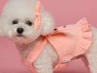 펫츠앤미 4컬러 사이즈 XS-2XL 핸드메이드 토끼 크롭티 명품 강아지옷 애견의류 마이앨리스독 : 마이앨리스독