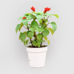 꽃집사 샐비어 키우기 : 그-오빠네