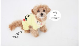 스마일올인원 : 쏭퍼피