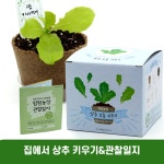 맘이샵 집에서 상추키우기 과학일지 포함 국산 : 맘이샵