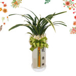 동양란 황금일향 승진 영전 축하 개업 행사 테이블용 집들이 화분 난 전국꽃배달서비스 : 에이플라워 꽃배달서비스