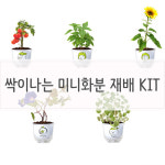 자연생태 학습용  키우기 쉬운 식물 싹이 나는 씨앗 화분 키트  5종 : Pyunri 편리