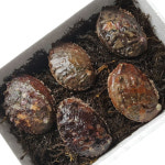 [흑산도직송] 흑산도 자연산전복 1Kg 5-6미 산지해녀작업 어촌계 : 마켓천사