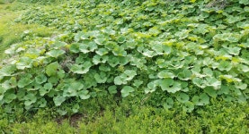 영선농장 머위즙 머구즙 52포 : 영선농장