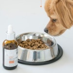 강아지 기관지 협착증 약 영양제 켁켁거림 기침 호흡기 메디솔브 코큐텐 30g : 썬데이펫