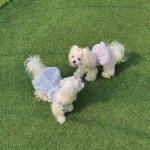 강아지원피스 리플 순면 봄 여름원피스 : 블랑시앙