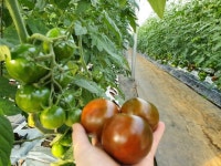 화천흑토마토 5kg 화천찬우네 흑토마토농장 산지직송 : 화천농부들 농산물로컬카페