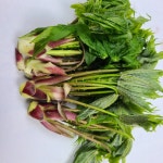 자연산 엄나무순 개두릅 300g 1kg : 영호네 농산물 장터