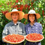 문경 오미자청 원액 엑기스 1L : 자연미소