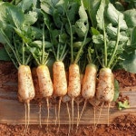 고창황토밭 알타리 총각무10kg 14kg  총각무 알타리무 당일수확 출고 지호네농장 1 : 지호네농장