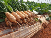 알타리 10kg 고창황토밭 아삭 싱싱 총각무  초롱무  지호네농장 당일수확 출고 : 지호네농장