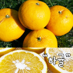 제주 서귀포 저농약  하귤 아마나스 4kg, 8kg, 12kg : 파란물고기 우수농수산