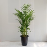 공기정화식물 아레카야자 중대형 100cm 이상 : 온누리꽃농원