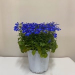 로벨리아 마린블루 Marine Blue : 모종꽃나라