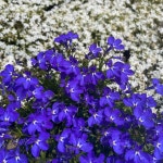 로벨리아 마린블루 Marine Blue : 모종꽃나라