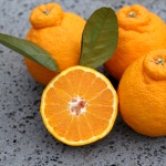 제주 고당도 한라봉 2kg 3kg 5kg 10kg : 제주효돈파머스