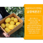 창원 금향 메론 참외같은 멜론 제철과일 아삭한식감 5Kg : 리빙꾸미