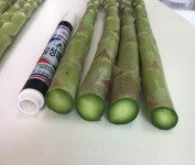 국산 강원도 철원 아스파라거스 1kg 농장직송 : 강원 아스파라거스